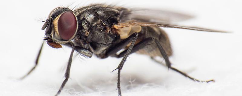 What flies can teach us about achieving the perfect landing, albeit upside down!