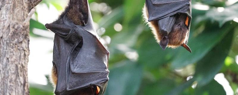 ভাৰতত  নিপা ভাইৰাছ বিয়পাব পৰা বাদুলিৰ এক সম্ভাৱ্য তালিকা