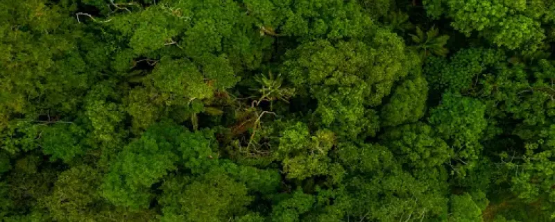 प्रभावी वनीकरण योजनांसाठी तुटक वनक्षेत्रे ध्यानात घेणे आवश्यक 