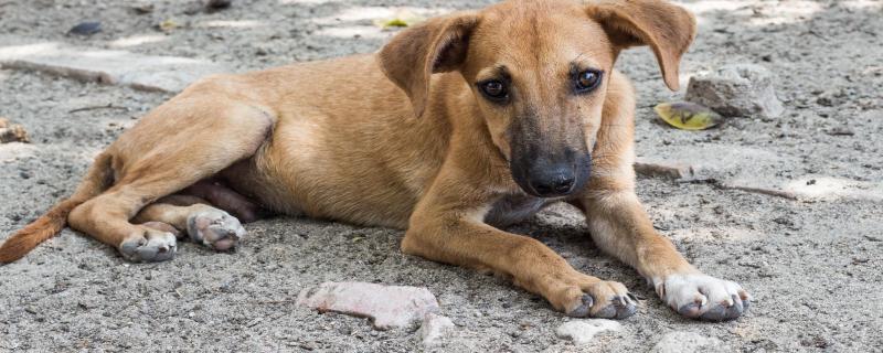 No silver bullet: Animal Birth Control for India’s dogs is ridden with challenges