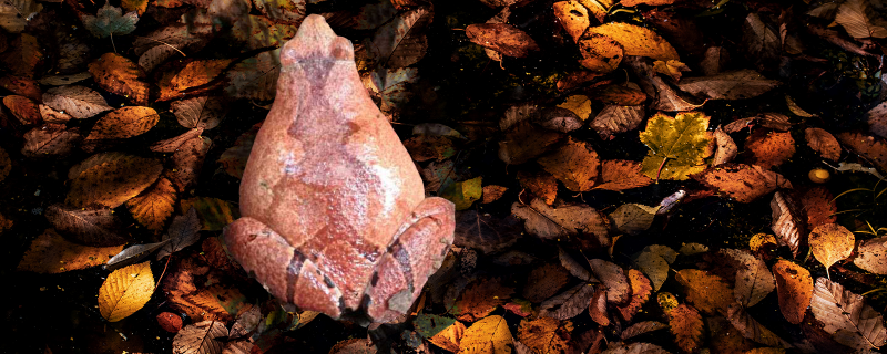 ಕಪ್ಪೆಗಳಿಗೆ ಔತಣ ಕೂಟವಾದ ಬತ್ತದ ಗದ್ದೆಗಳು 