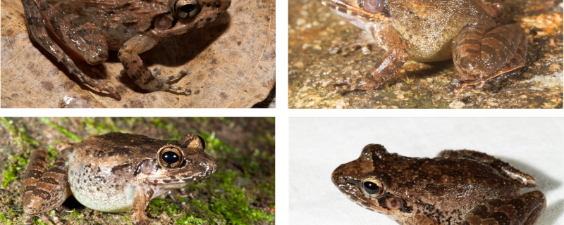 Unravelling cryptic frogs of Western Ghats 