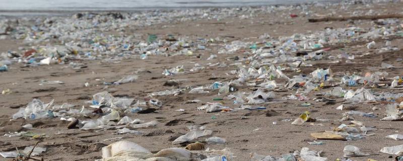 পলিথিন নষ্ট কৰিব পৰা দুবিধ ভেঁকুৰ