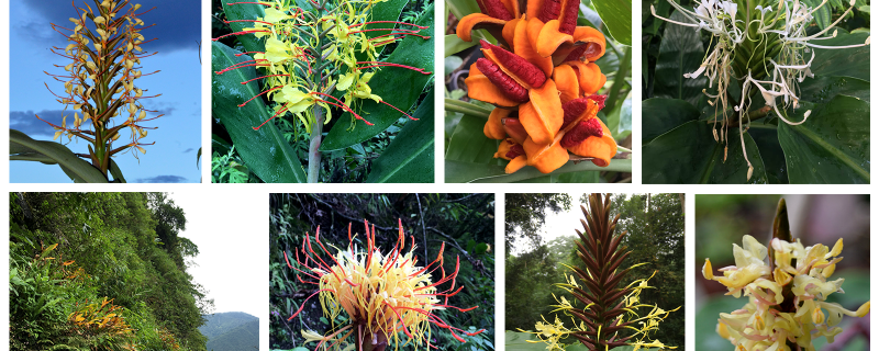 Photographs of some of the Hedychium spp. Picture Credits: (C) Ajith Ashokan, TrEE Lab