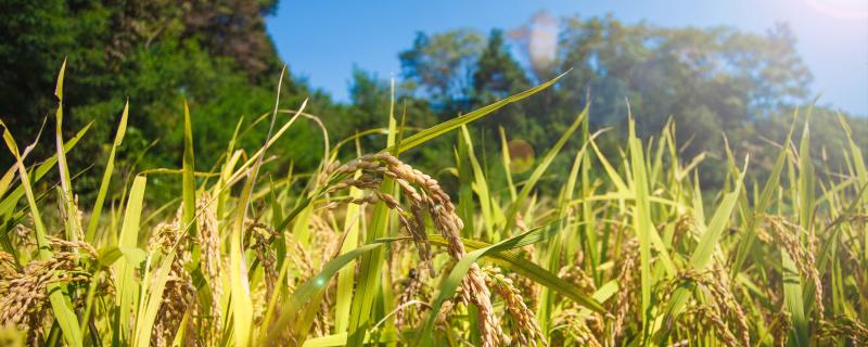 Tiny RNA lost during domestication created robust rice varieties, shows study. 