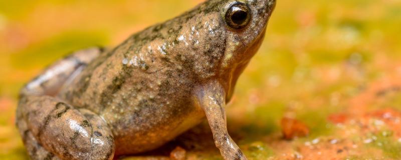 Photo: Vineeth Kumar K