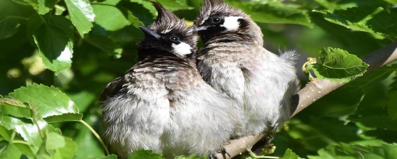 In the Himalaya, forests converted into farmlands might be beneficial for winter birds