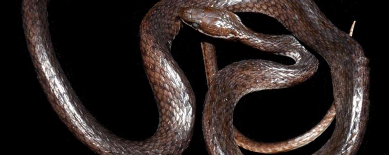 অৰুণাচলৰ পাহাৰত বিষহীন সাপৰ এক নতুন প্ৰজাতিৰ আবিষ্কাৰ