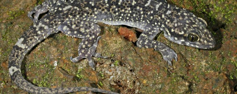 Hemidactylus paaragowli | Image Credits: Saunak Pal