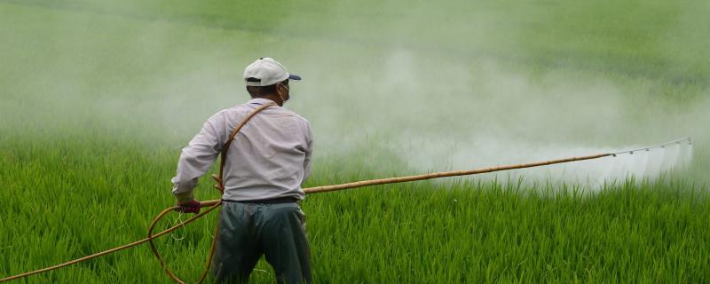  Bacterial remedy for the toxic pesticide Carbaryl