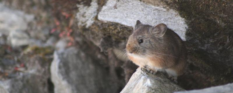 Seeing climate change through the eyes of the Pikas