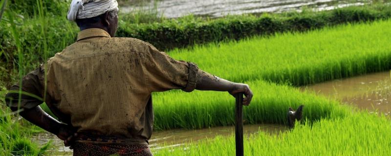 Researchers from Biodiversity International and collaborators from Norway, Nicaragua, Italy, Ethiopia, Costa Rica, Honduras, Germany, and India have described how participation of farmers as citizen scientists can help to address this challenge.