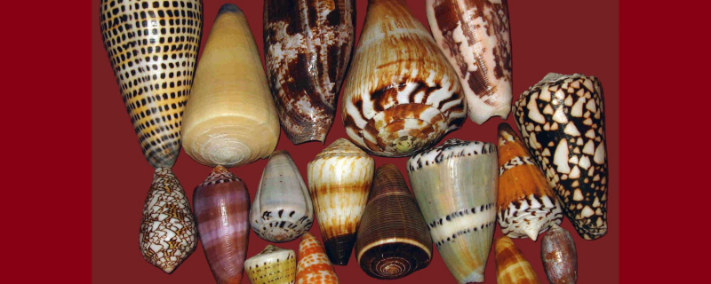 Photo: Credit: Amada44, Pet/ CC-BY-SA 3.0 via WikiCommons