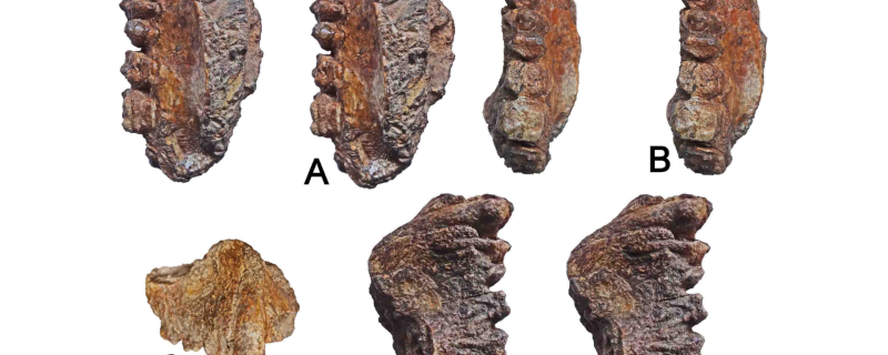 Image: Right maxilla preserving Canine-M2 by Ansuya Bhandari et al. (Nov. 2018), PLoS ONE 13(11)