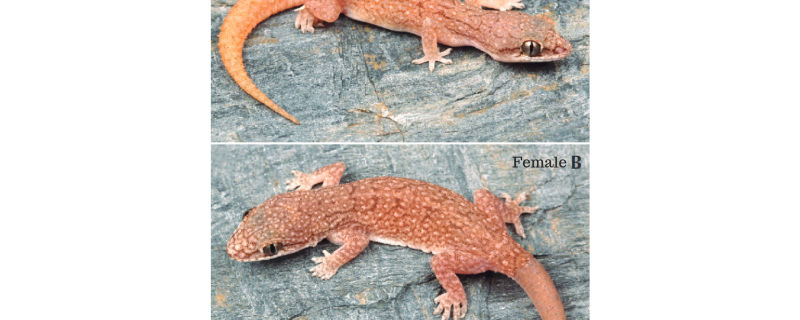 Photo: Hemidactylus  vijayraghavani sp. by Zeeshan A. Mirza