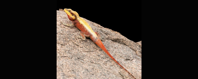 ಓತಿಕೇತಗಳ ನಗರೀಕರಣದ ಕಥೆ 