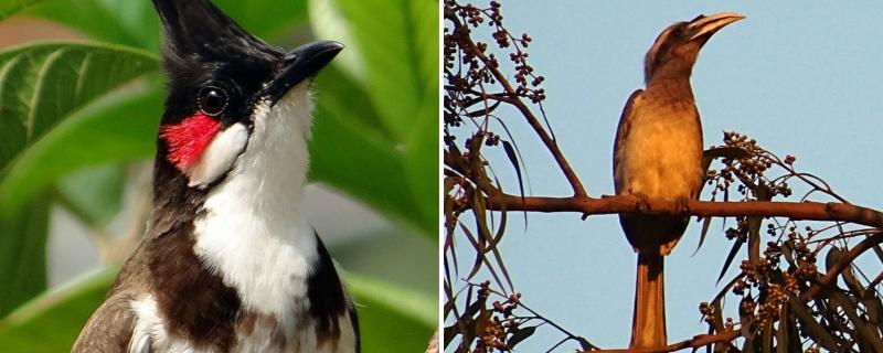 বুলবুলিৰ পৰা ধনেশ পক্ষীলৈ— কিয় অৰণ্যৰ বাবে প্ৰয়োজনীয় সিহঁত?