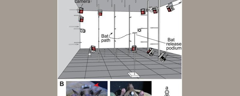 Photo : http://journals.plos.org/plosbiology/article/figure?id=10.1371/journal.pbio.2003148.g001