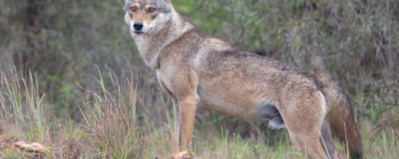Suitable habitats of Indian Grey Wolves in eastern India lie outside protected areas, says study.