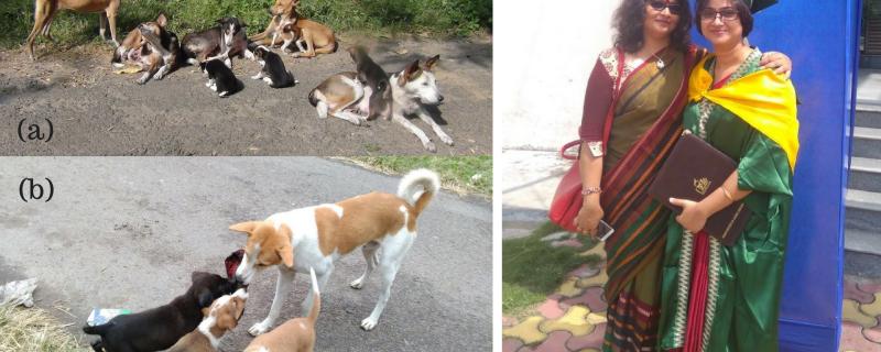 Pictures: Dr Manabi Paul and Prof Anindita Bhadra (a) a dog family that was part of this research  (b) a male dog (putative father) playing with pups  (c) The researchers: Dr Manabi Paul and Prof Anindita Bhadra