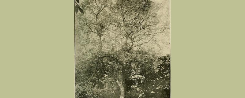 हवामानातील बदलांमुळे मध्य हिमालयात आढळणारे धुरचुक नष्ट होत आहेत