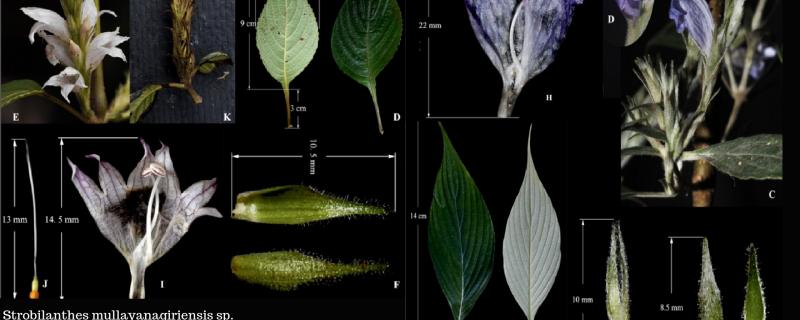 வித்தியாசமான இரு புதிய நீலக்குறிஞ்சி வகைகளை கண்டுபிடித்த ஆராய்ச்சியாளர்கள்