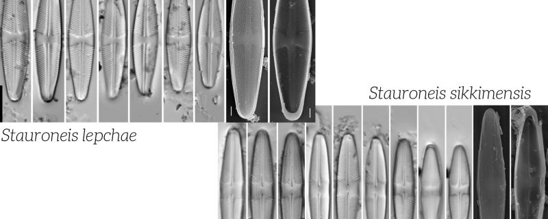 চিকিমত ডায়েটমৰ দুটা নতুন প্ৰজাতিৰ আৱিস্কাৰ 