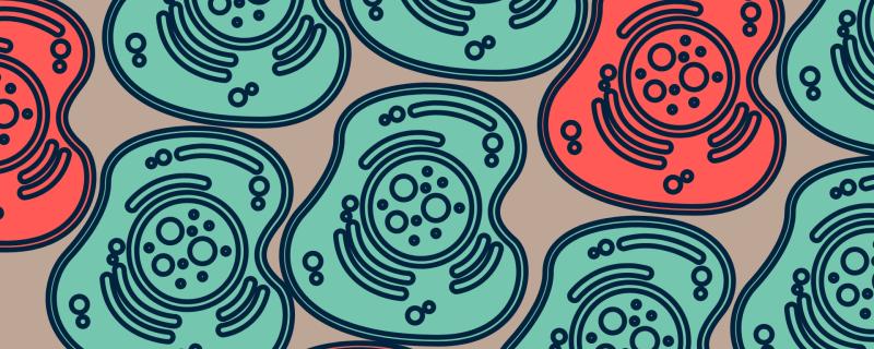 The micro effects of Fasting and Feasting