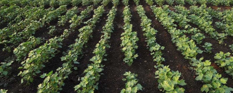 कपास की खेती  में कीटनाशकों की लागत में कटौती हेतु शोध