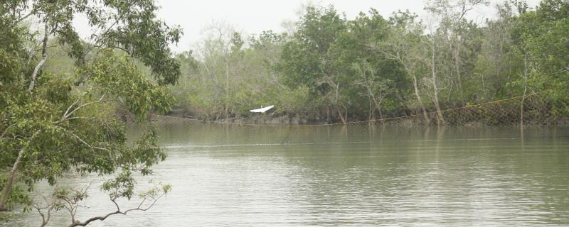 Bureaucracy and political interests hinder the implementation of the Forest Rights Act, finds study 