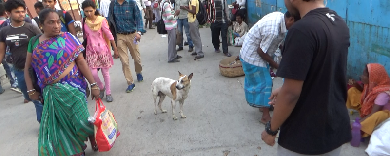 With humans around, dogs on the street tend to be friendlier