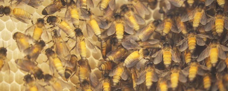 Toxic pollutants in the air are taking the toll on pollinating insects