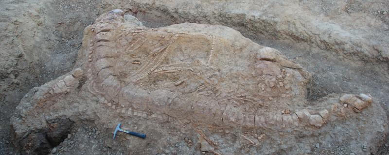 Photos : Prof. Guntupalli