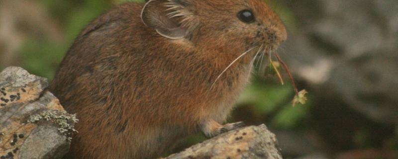 Photo: Royle’s pika by Sabuj Bhattacharyya