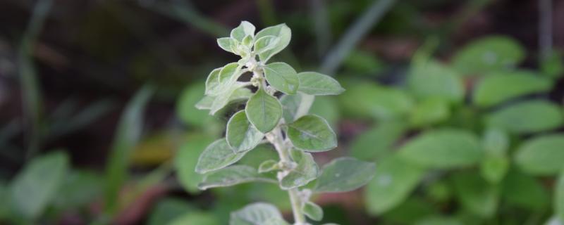 Combating hidden hunger with indigenous foods
