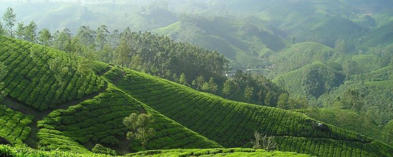 அருகிவரும் புல்வெளிக்காடுகள்