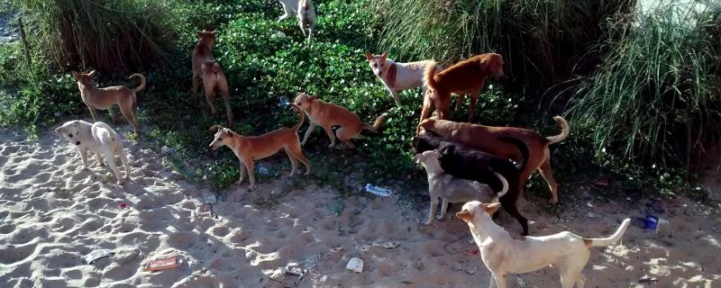 Numbers mean strength, in a dog’s world too