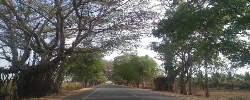 On a search for tough trees for rough Indian roads