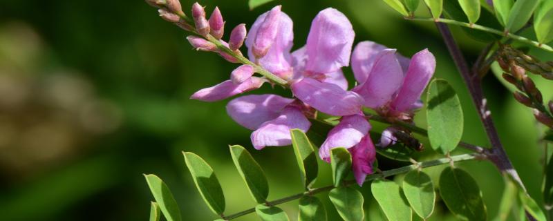 A natural dye extract may protect our eyes from harmful laser