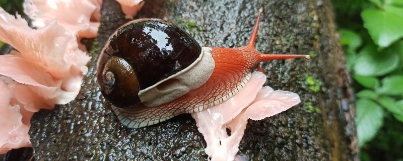 The charismatic Indrella ampulla at Bisle, Karnataka. Photo: Sudhira HS