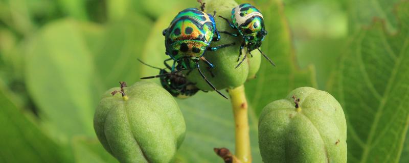 वनस्पतींची संख्या वाढली तर कीटकांची संख्या वाढते का? 