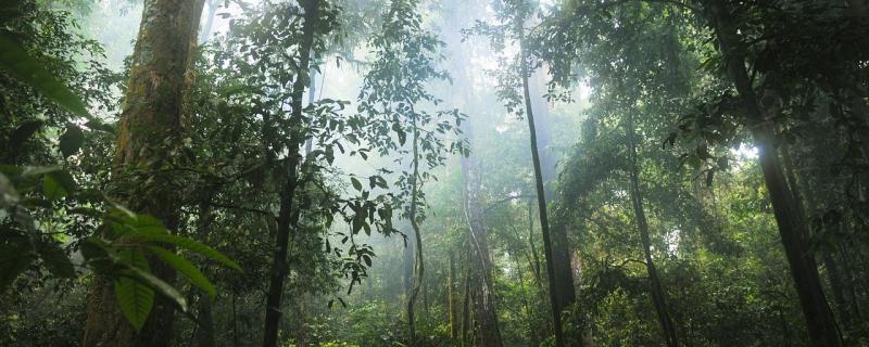 அசோகா சுற்றுசூழலியல் ஆராய்ச்சி நிறுவனம் மற்றும் குப்பி ஆய்வகமும் சேர்ந்து களக்காடு முண்டந்துறை புலிகள் காப்பாகக் காடுகள் 11 வருட காலத்தில் எப்படி மீளுருவாக்கம் அடைகின்றன என்று காப்பகப்படுத்திஇருக்கின்றன.