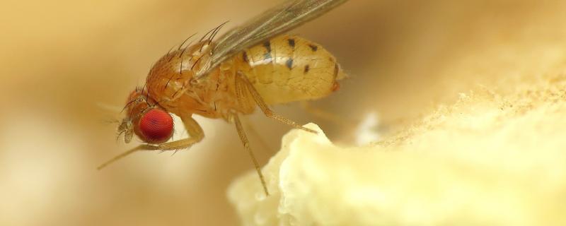 Credit: Katja Schulz via flickr CC BY 2.0