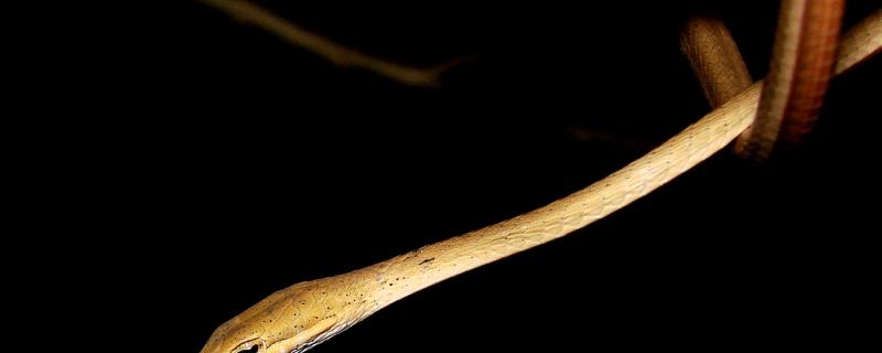 Word on the Vine: New species of vine snake discovered in India
