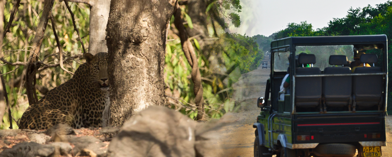 వాహనాల శబ్దం వల్ల జంతువులకు ఇబ్బంది కలుగుతుంది.