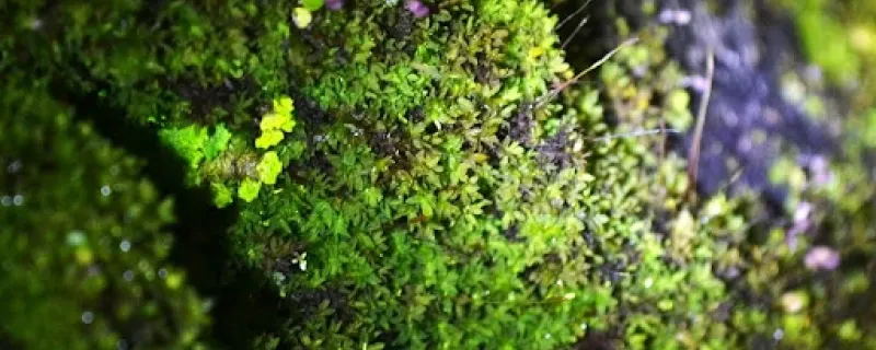  Lichens as Barometers of a Changing Climate in the Himalayas