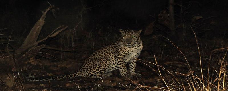 In Gir, not sharing is caring for the lions and leopards