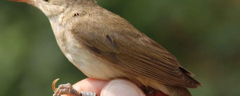 Blyth's Reed Warbler