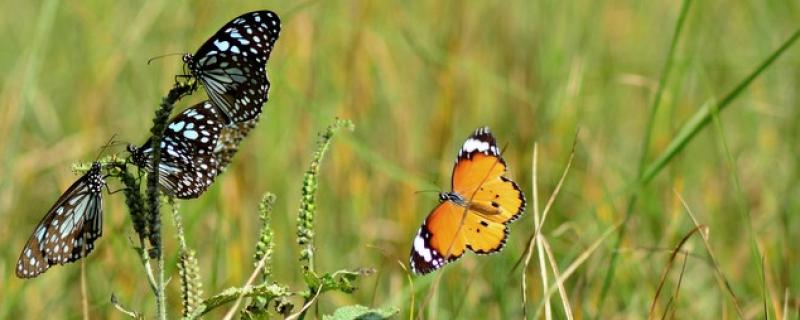 Butterflies found in Gubbi