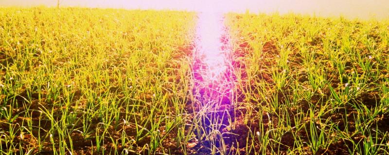 India's crop yields being affected by 'bad' ozone